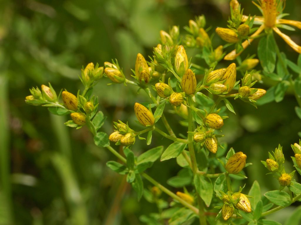 Hypericum perforatum